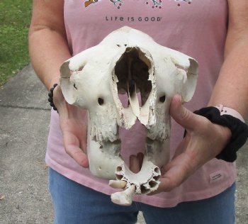 15" C-Grade Camel Skull with lower jaw - Buy Now for $85