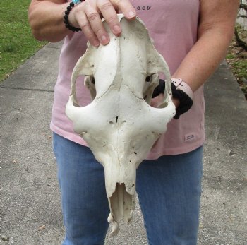 15" C-Grade Camel Skull with lower jaw - Buy Now for $85