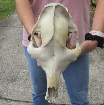 14" C-Grade Camel Skull with lower jaw - For Sale for $85