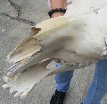 14" C-Grade Camel Skull with lower jaw - For Sale for $85