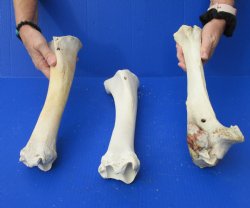 Genuine 3 piece lot of B-Grade Buffalo Leg Bones (Tibia) For Sale $20/lot