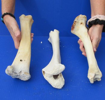Genuine 3 piece lot of B-Grade Buffalo Leg Bones (Tibia) For Sale $20/lot