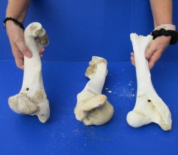Genuine 3 piece lot of B-Grade Buffalo Leg Bones (Humerus and Femur)) For Sale $20/lot