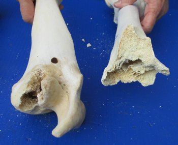 Genuine 3 piece lot of B-Grade Buffalo Leg Bones (Humerus and Femur)) For Sale $20/lot