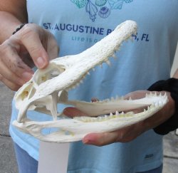 Real B-Grade Florida Alligator Skull, 7-1/2" x 3-1/2" for $55