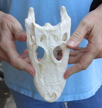 Authentic B-Grade Florida Alligator Skull, 8" x 3-1/2" for $40