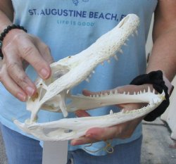 Authentic B-Grade Florida Alligator Skull, 8" x 3-1/2" For Sale now for $55