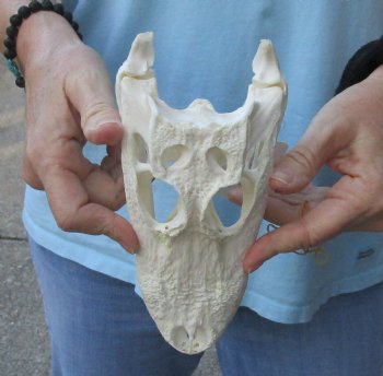 Authentic B-Grade Florida Alligator Skull, 8" x 3-1/2" For Sale now for $40