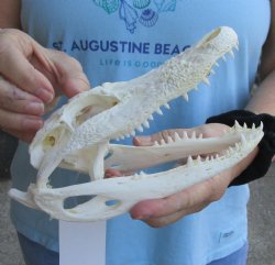 Real B-Grade Florida Alligator Skull, 8" x 3-1/2" for $55
