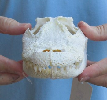 Real B-Grade Florida Alligator Skull, 8" x 3-1/2" for $40
