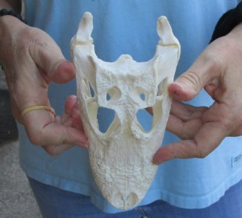 Real B-Grade Florida Alligator Skull, 8" x 3-1/2" for $40