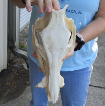 Buy this Real Wild Boar Skull 13 inches for $50