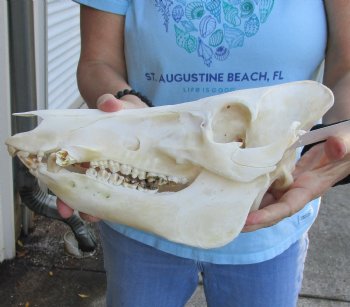 Buy this Real Wild Boar Skull 13 inches for $50