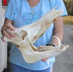 Authentic Wild Boar Skull 13-1/2 inches with 3" Tusks For Sale for $60