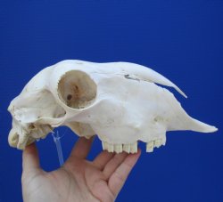 9-1/2" B-Grade Sheep Skull, No Horns - $29