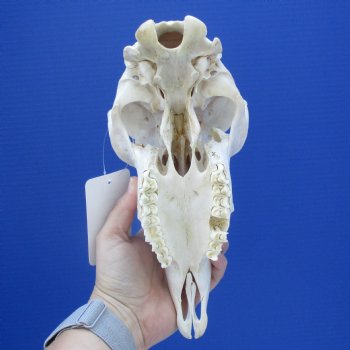 9-1/2" B-Grade Sheep Skull, No Horns - $29