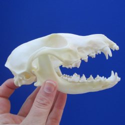 5-1/4" Farmed Fox Skull - $37