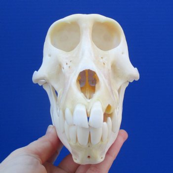 6-3/4" Slight B-Grade Female Chacma Baboon Skull - $130 (CITES 302309)
