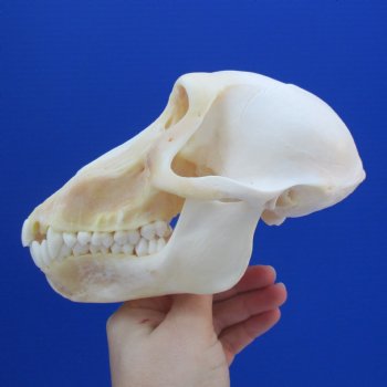 6-3/4" Slight B-Grade Female Chacma Baboon Skull - $130 (CITES 302309)