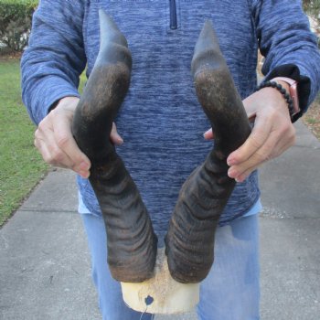 21" Horns on B-Grade Male Red Hartebeest Skull Plate - $29