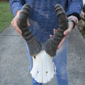 19" Horns on B-Grade Male Red Hartebeest Skull Plate - $29