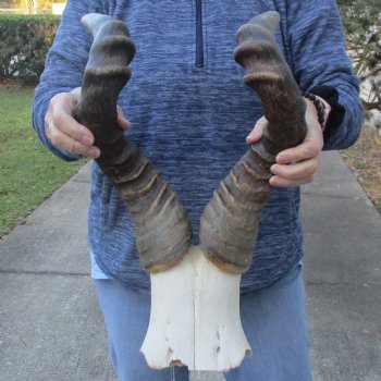 22" Horns on Male Red Hartebeest Skull Plate - $60