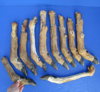 10 Preserved Deer Legs, 10" to 12" - <font color=red>Special Price $20</font>
