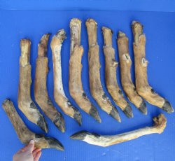 10 Preserved Deer Legs, 10" to 12" - <font color=red>Special Price $20</font>