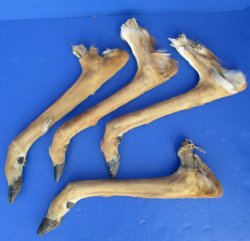 4 Extra Large Preserved Deer Legs, 17" to 20" - <font color=red>Special Price $30</font>