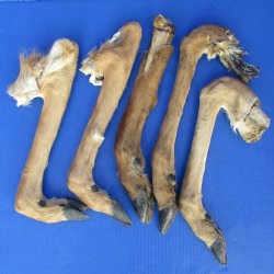 5 Preserved Deer Legs, 14" to 16" - <font color=red>Special Price $20</font>