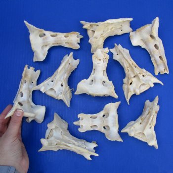 10 Hog Sacrum Bones, 3" to 4" - $25