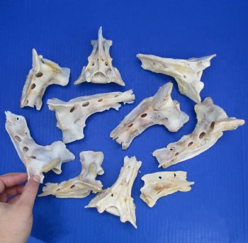 10 Wild Boar Sacrum Bones, 3" to 4" - $25