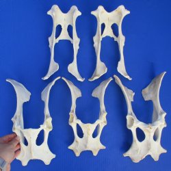 5 Deer Pelvis Bones...