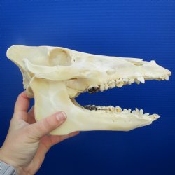 10" B-Grade Wild Boar Skull - $30