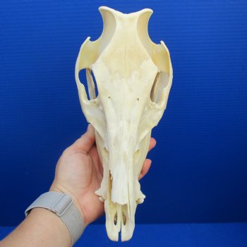 10" B-Grade Wild Boar Skull - $30