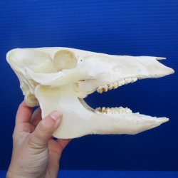 9-1/2" Wild Boar Skull - $30
