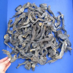 100 Preserved Iguana Legs, 6" to 11" - <font color=red>Special Price $50</font>