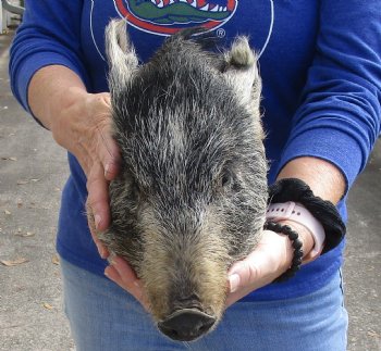Real 12" Preserved Georgia Wild Boar / Hog Head - $60
