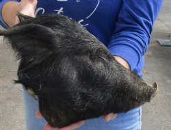 Real 12" Preserved Georgia Wild Boar / Hog Head - $60