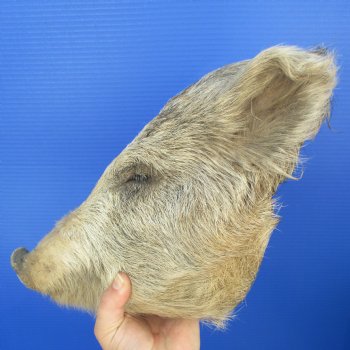 12" Preserved Georgia Wild Boar / Hog Head - $60