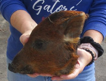 Real 10" Preserved Georgia Wild Boar / Hog Head - $50