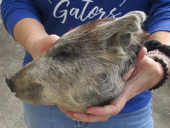 Real 10" Preserved Georgia Wild Boar / Hog Head - $50