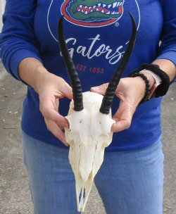 B-Grade 9" Female Springbok Skull with 7-1/2" Horns, buy now for - $39