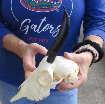 B-Grade 8-1/2" Female Springbok Skull with 5-1/2" Horns, buy now for - $39