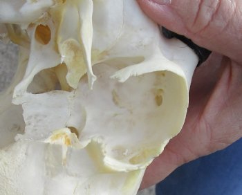 B-Grade 8-1/2" Female Springbok Skull with 5-1/2" Horns, buy now for - $39