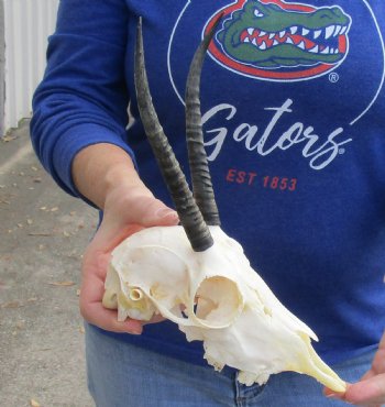 B-Grade 9" Female Springbok Skull with 6-1/2" Horns, buy now for - $39