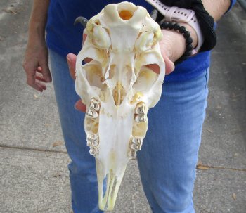 B-Grade 9" Female Springbok Skull with 6-1/2" Horns, buy now for - $39
