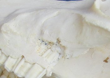 B-Grade 12" Female Blesbok Skull with 12" Horns buy now for - $65