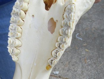 B-Grade 12" Female Blesbok Skull with 12" Horns buy now for - $65