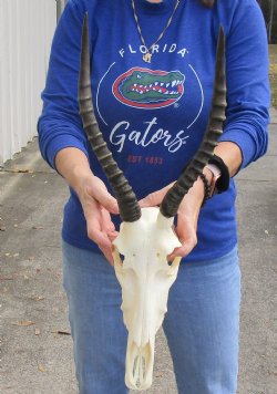 B-Grade 11" Female Blesbok Skull with 12" and 13" Horns buy now for - $65